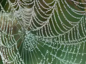 Silk