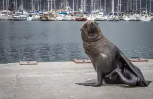 Dlouhá Zimní Bunda Dámská