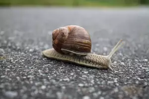 Štrupny