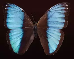 Angel Wings