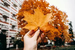 Žluté Šaty